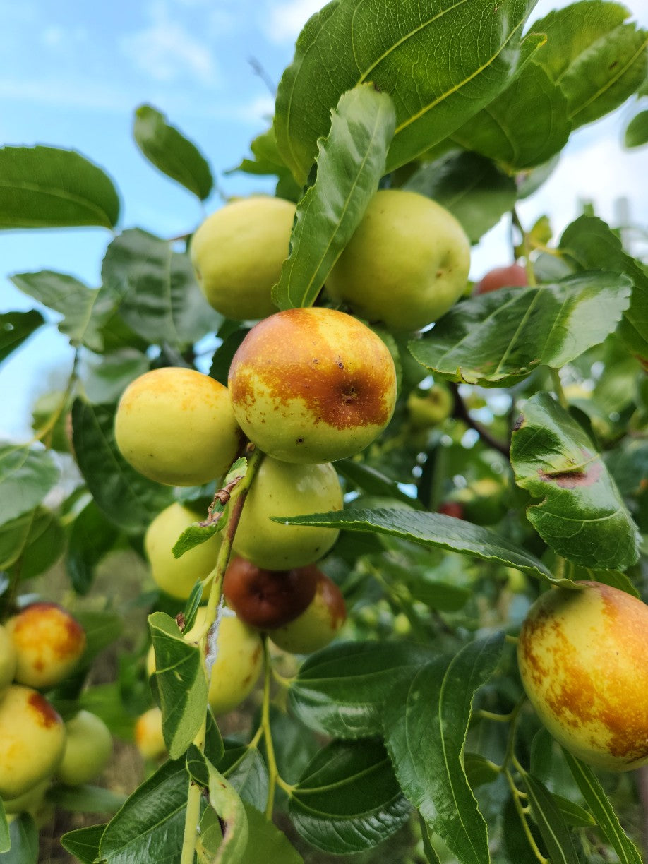 Chuhong Apple Dates 500g pack