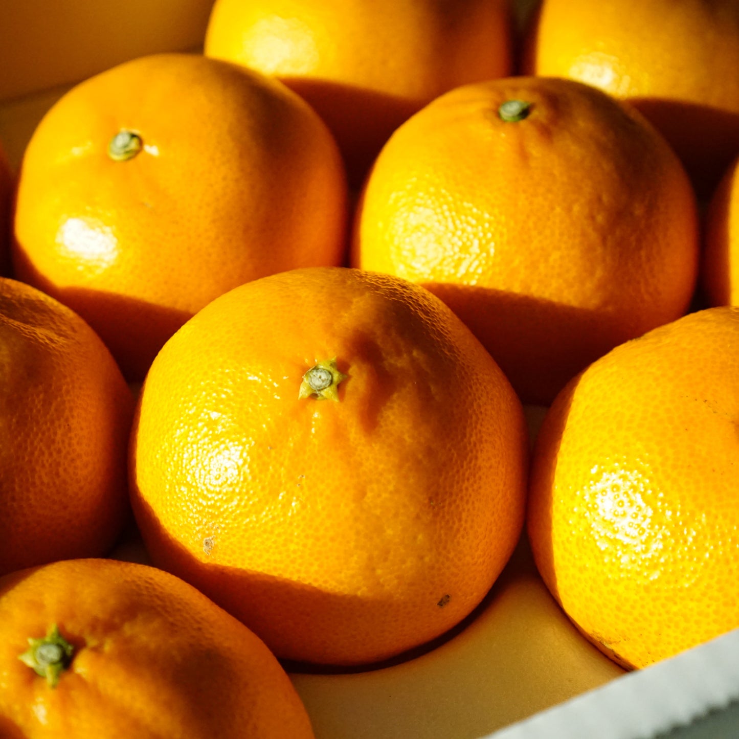 Jeju Island Special-Grade Cheonhyehyang Oranges 6-7ea box (1.5kg+) box - 14~17 BRIX - Last chance!