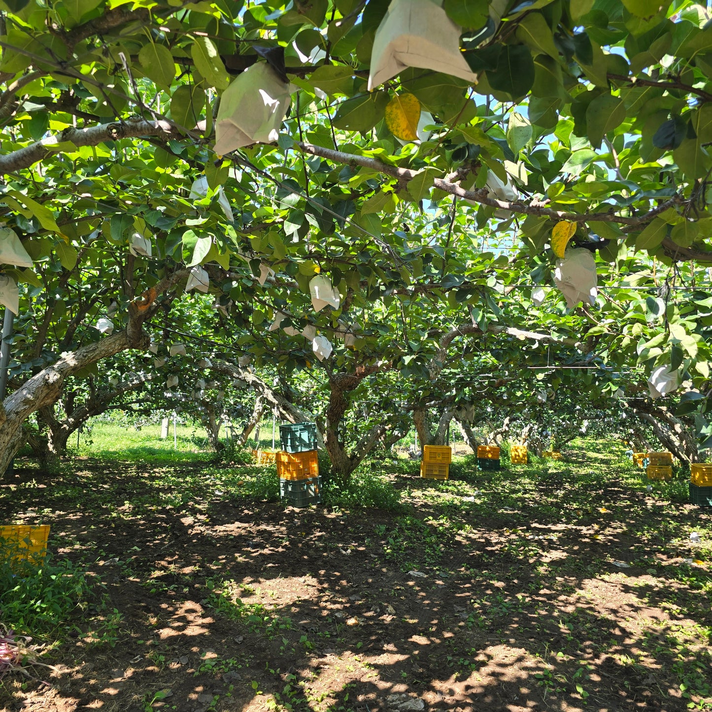 Naju GAP-certified, pesticide-free Shingo Pears (7.5kg, 11~12ea of XL-size pears) in a box - better deal/new!