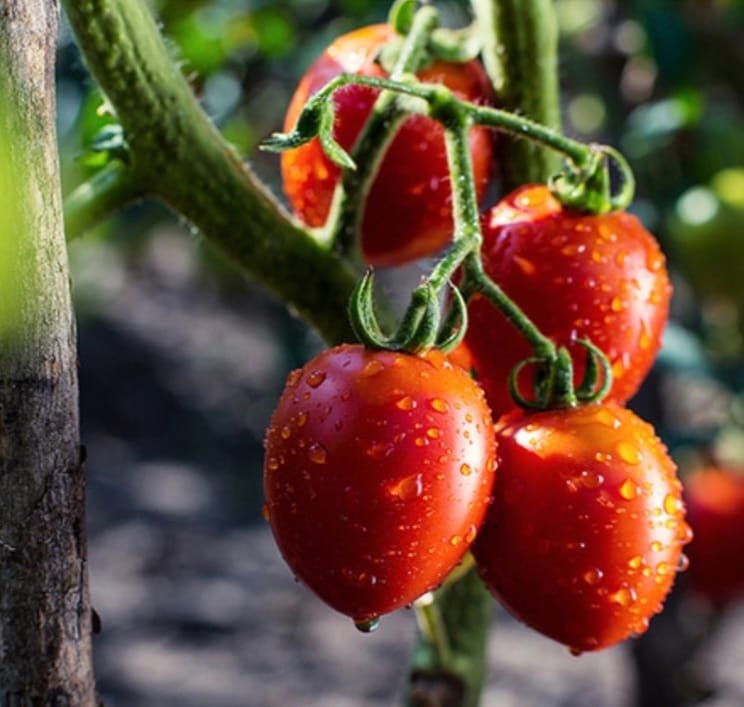 Stevito Stevia Cherry Tomato (500g) New!