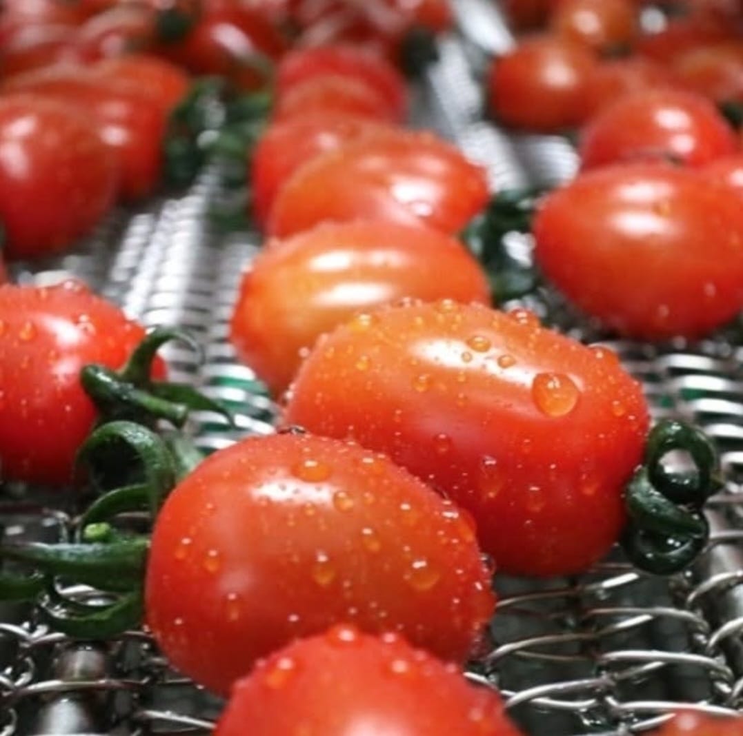 Stevito Stevia Cherry Tomato (500g) New!