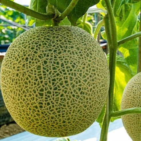 Goodtrae (굿뜨래) Premium Honey Musk Melon 2kg - new!