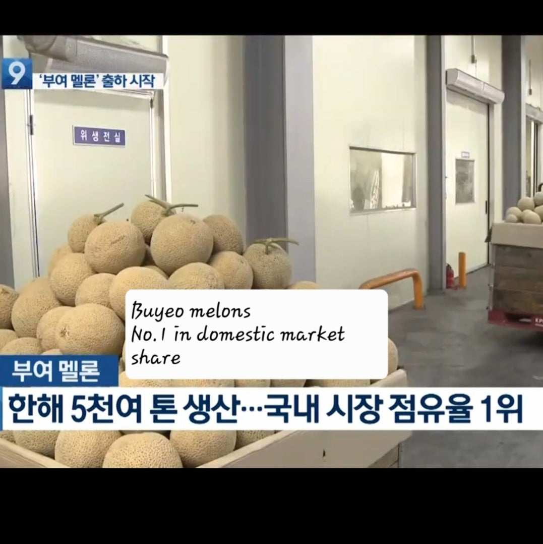 Goodtrae (굿뜨래) Premium Honey Musk Melon 2kg - new!