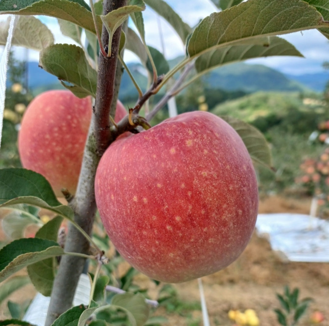 Premium 'Gamhong' Apples (3ea x 300g+ per apple) - New!
