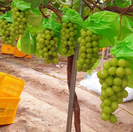 Kimcheon Special-grade GAP certified Shine Muscat Grapes (~700g bunch)