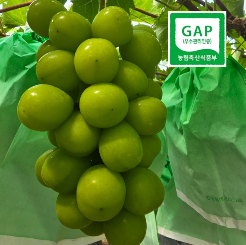 Kimcheon Special-grade GAP certified Shine Muscat Grapes (~700g bunch)