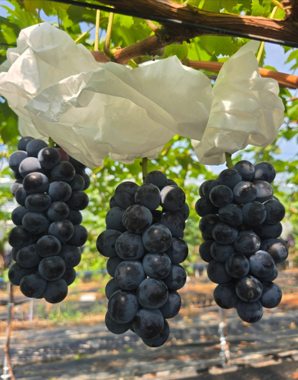 Baekhwasan Special-grade, GAP-certified Kohyo Grapes (2kg, 3ea x ~700g bunches) - New! Better deal