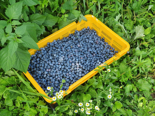 Our Partner # 2 - Saedongnae Organic Blueberry Farm