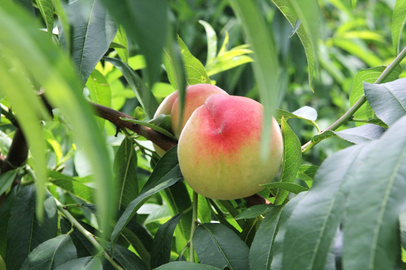 Hessare(햇사레) GAP-certified Premium Soft White Peaches 1.25kg (5ea-6ea)