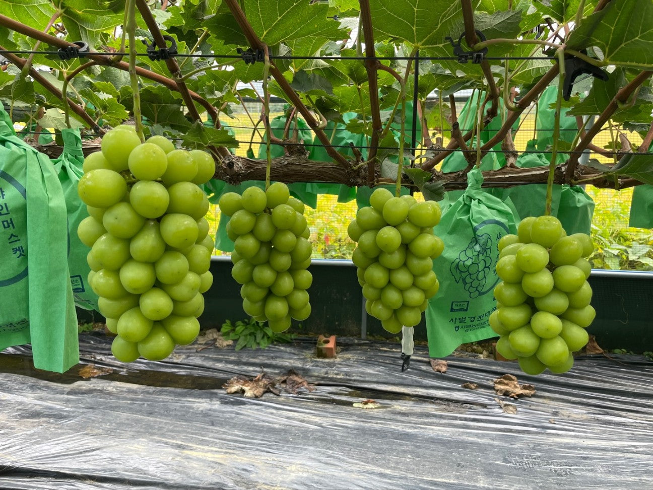 Kimcheon Special-grade, GAP certified Shine Muscat Grapes (~700g bunch)