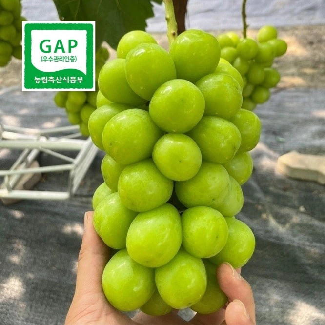 Kimcheon Special-grade, GAP certified Shine Muscat Grapes (~700g bunch)