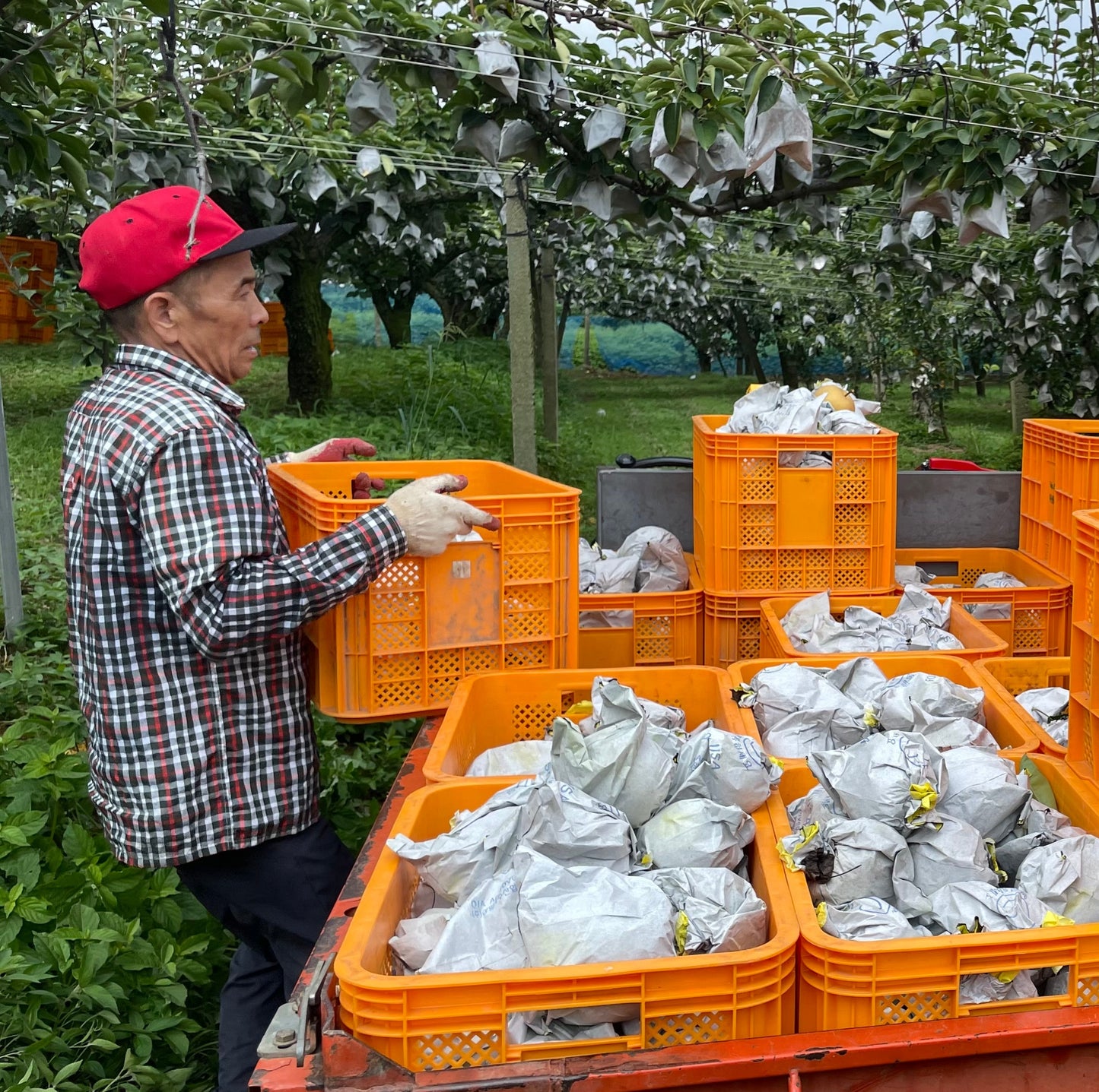 Naju GAP-certified, pesticide-free Shingo Pears (2kg, 3ea of XL-size pears)