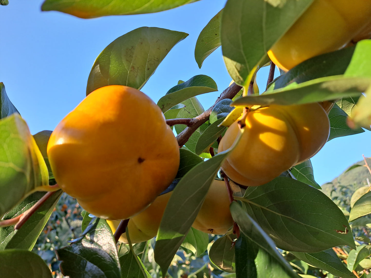 Sangseo GAP certified sweet persimmons (6ea, ~1.5kg a pack) - New!