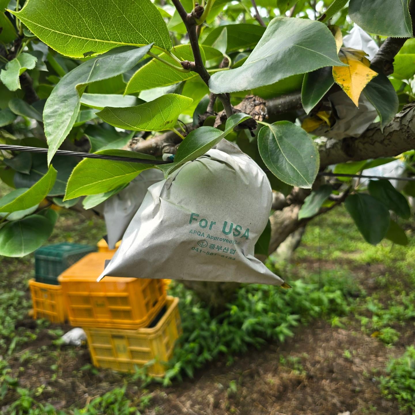Naju GAP-certified, pesticide-free Shingo Pears (7.5kg, 11~12ea of XL-size pears) in a box - better deal/new!