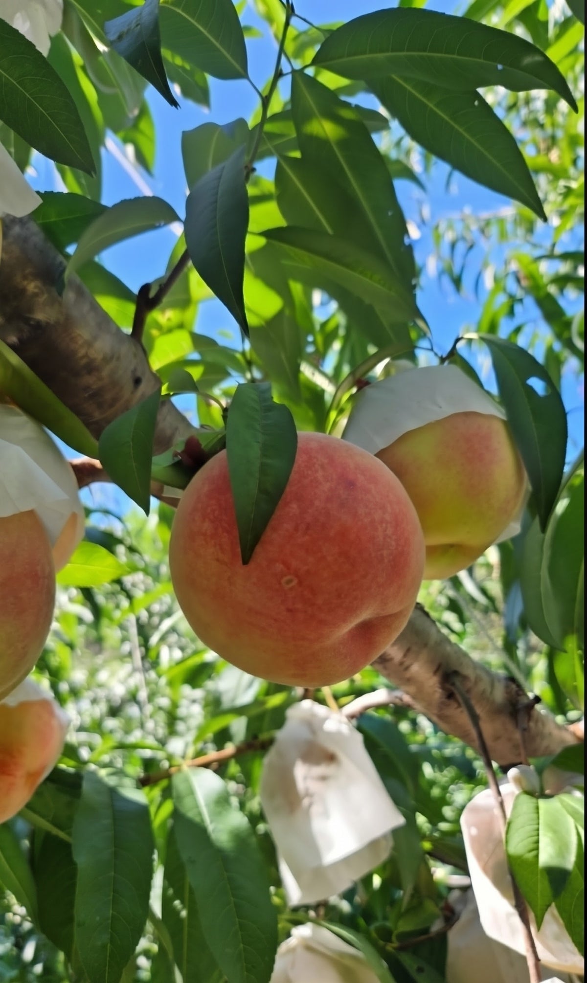 Premium GAP-certified Chewy Winter (Seol-Sungah) White Peaches 2.5kg (10EA M/Lpeaches) - Better Deal