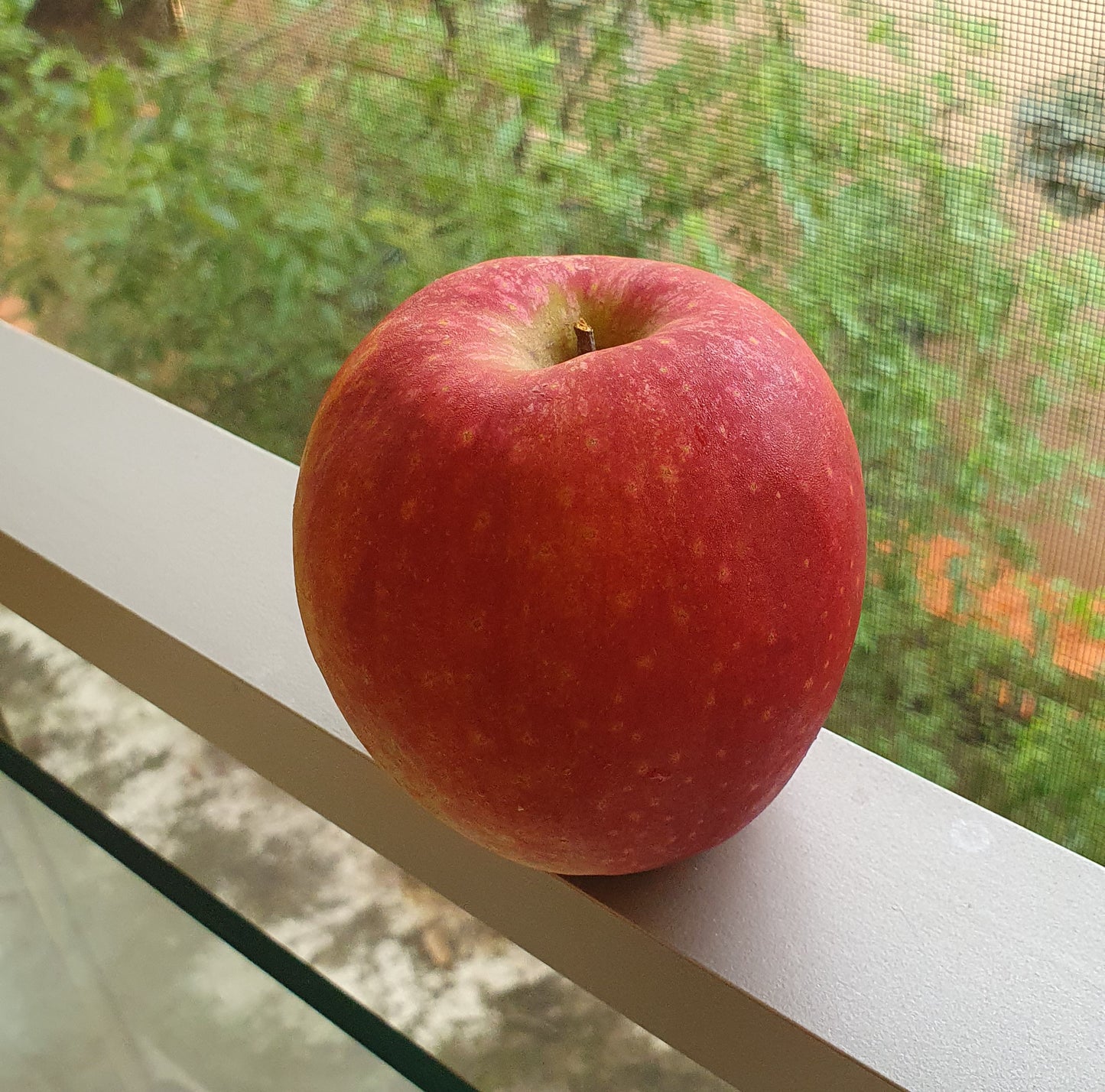 Premium 'Gamhong' Apples (3ea x 300g+ per apple) - New!