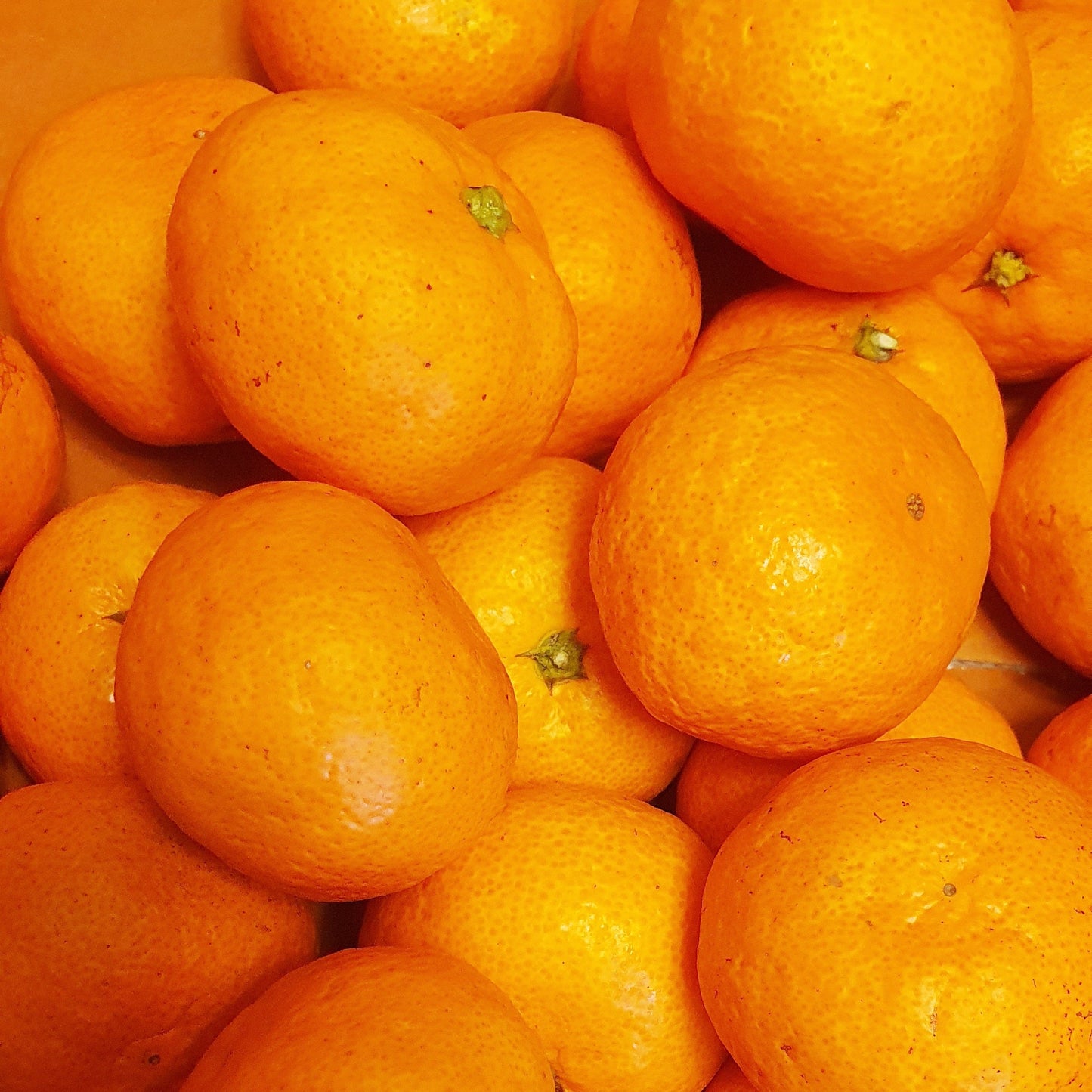 Himsseon Red Diamond (17 BRIX+) Tangerine Oranges (1kg, 14~16ea) - New!