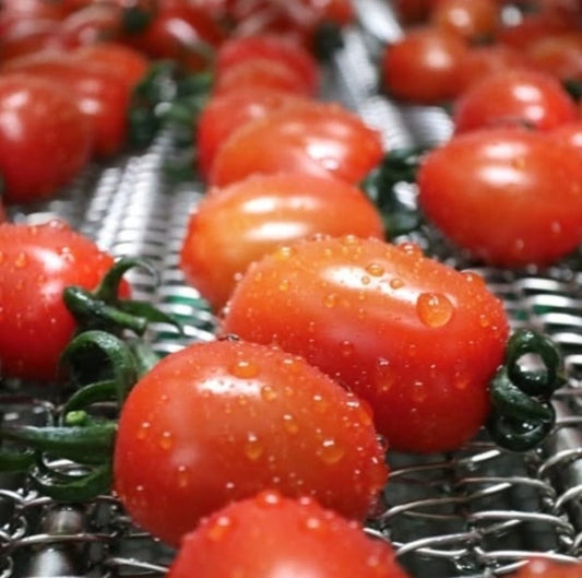 Stevito Stevia Cherry Tomato (500g)