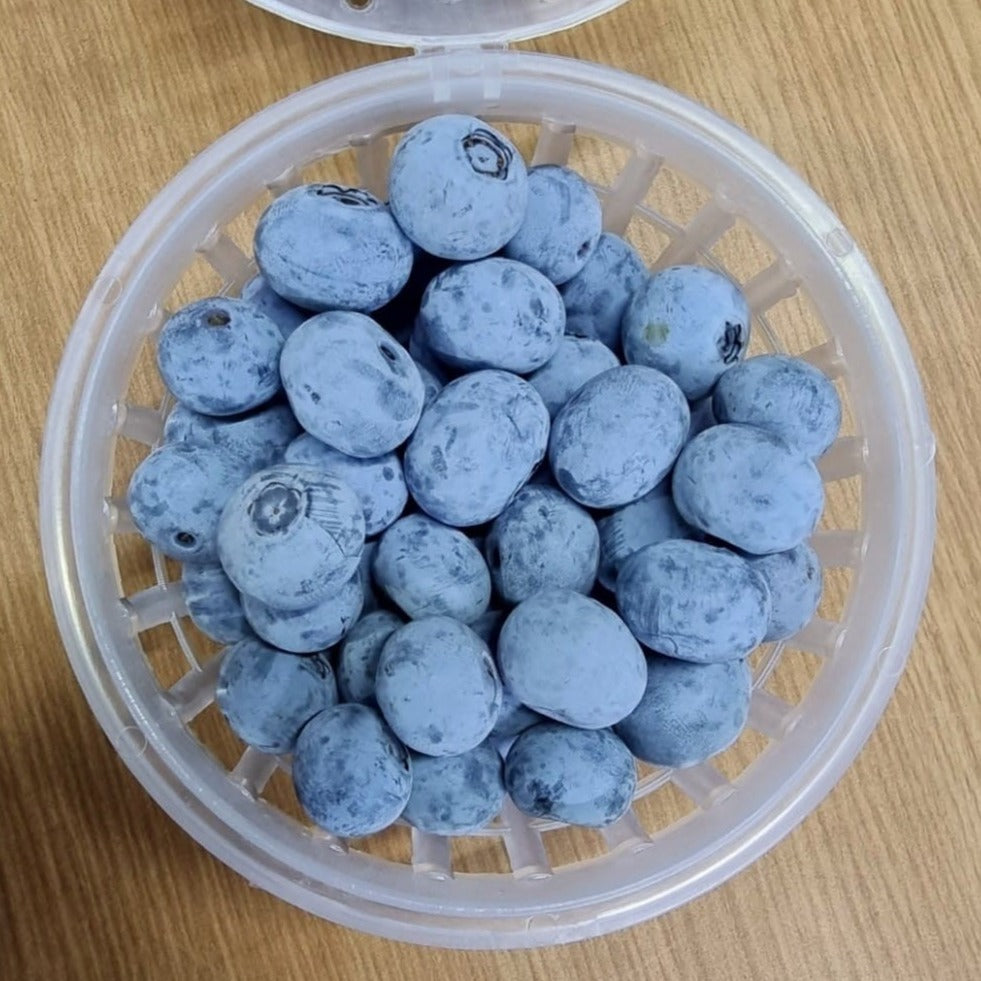a punnet of jumbo organic blueberries by timo and farmers