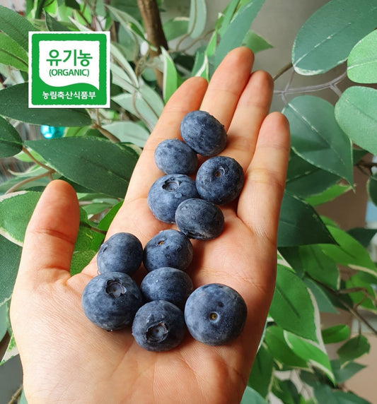 Handful of korean large organic blueberries