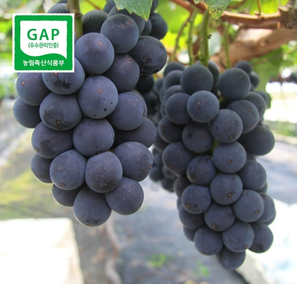 Kimcheon Special-grade Kyoho (거봉) Grapes (~700g bunch)