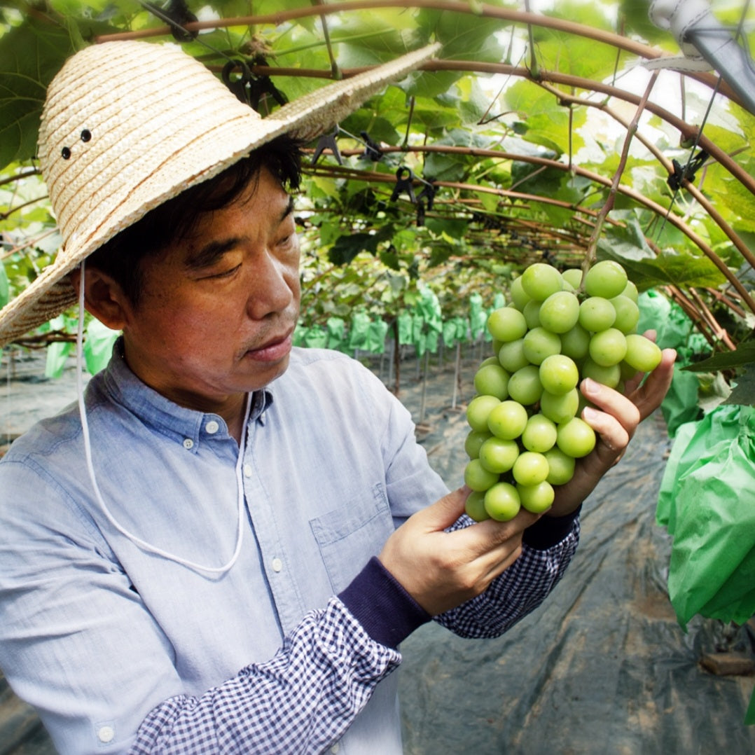 Kimcheon Special-grade, GAP certified Shine Muscat Grapes (~700g bunch)