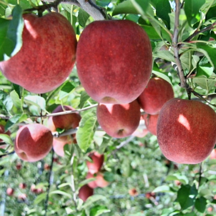 Premium 'Gamhong' Apples (3ea x 300g+ per apple) - New!