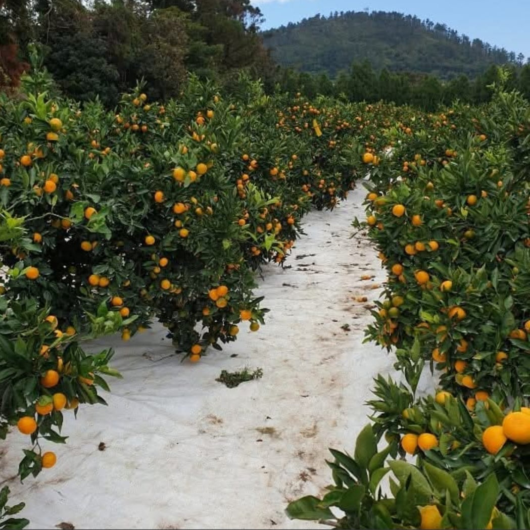 Himsseon Red Diamond (17 BRIX+) Tangerine Oranges (1kg, 14~16ea) - New!