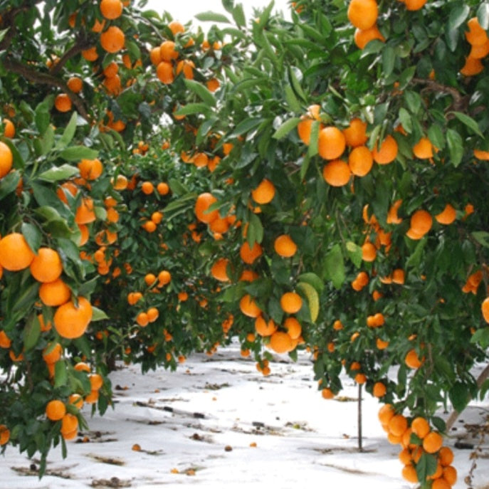 Himsseon Red Diamond (17 BRIX+) Tangerine Oranges (1kg, 14~16ea) - New!