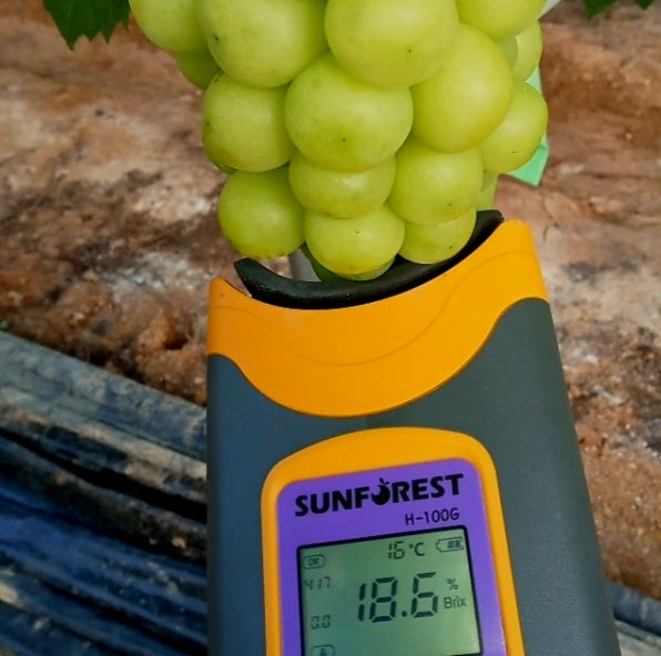 Kimcheon Special-grade GAP certified Shine Muscat Grapes (~700g bunch)
