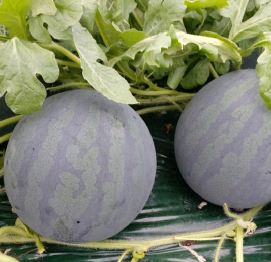 Early Harvest Heukmi Black Watermelon (조생 흑미 수박, 4kg/melon) - New!