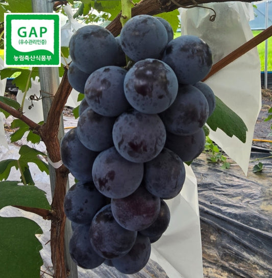 Baekhwasan Special-grade, GAP-certified Kohyo Grapes (~700g bunch) - New!  Direct from the farm!