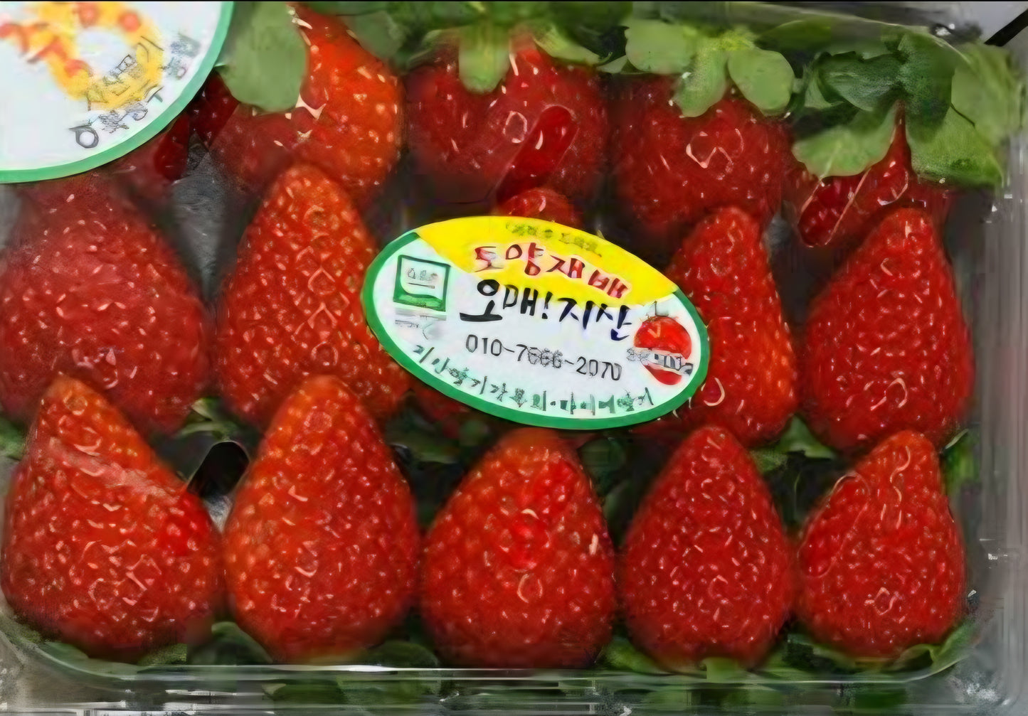 GAP-certified Specia Jukhyang Strawberries 500g (15~18ea) - only in March!