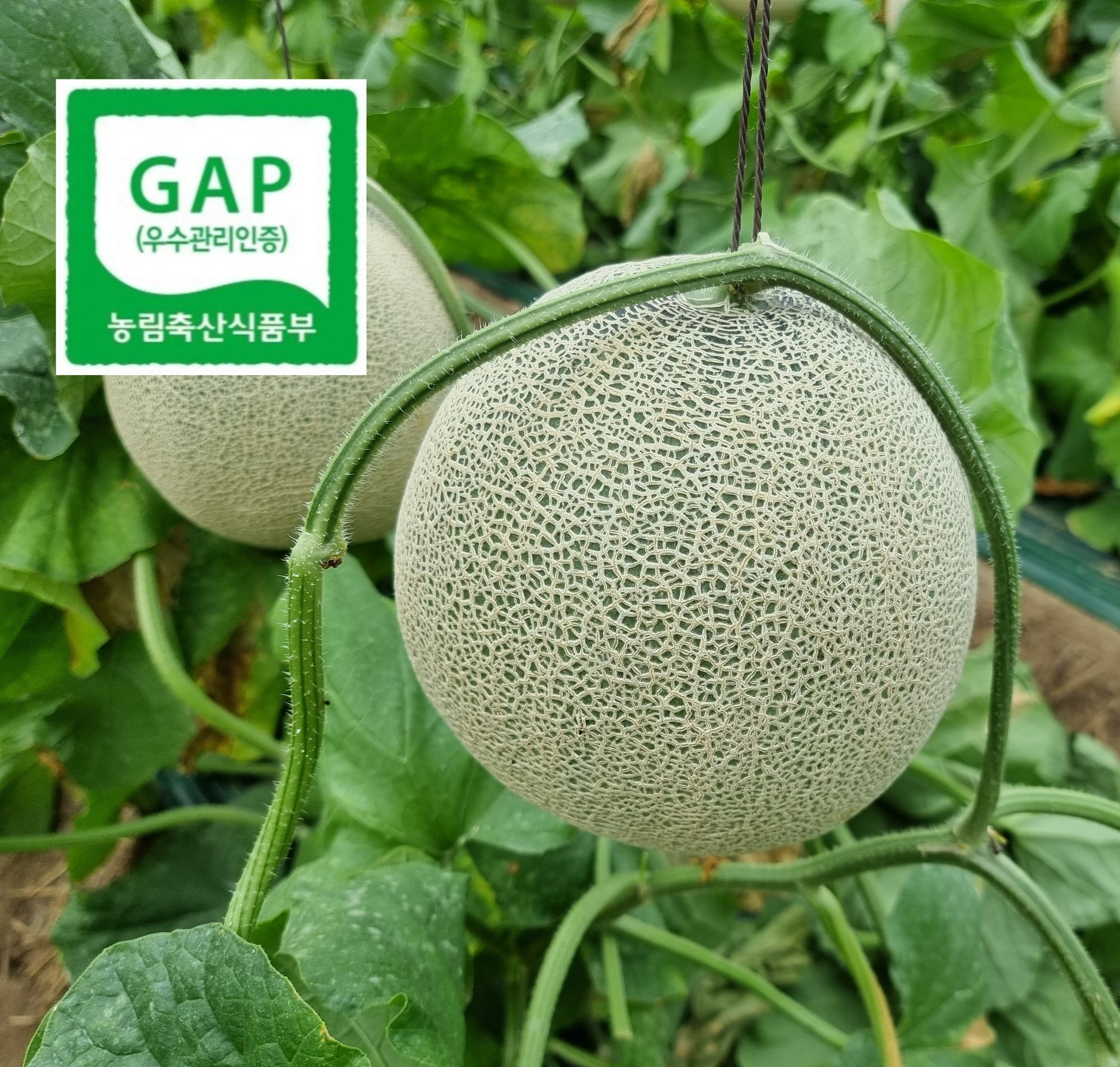 honey musk melon with gap certification