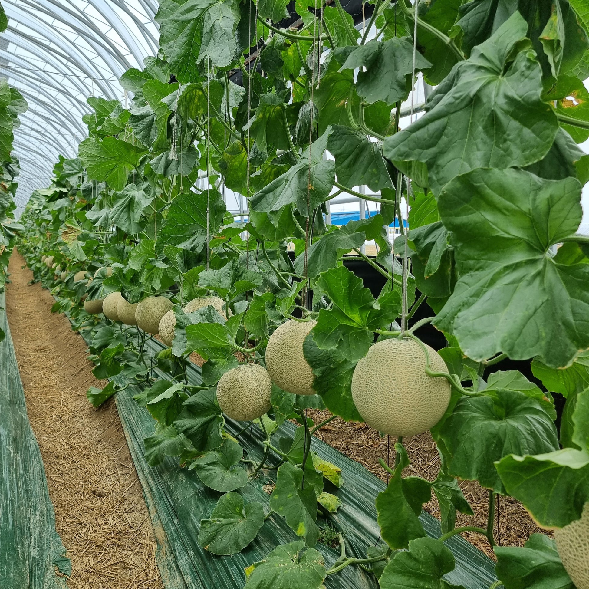 hand selected from melon son farm
