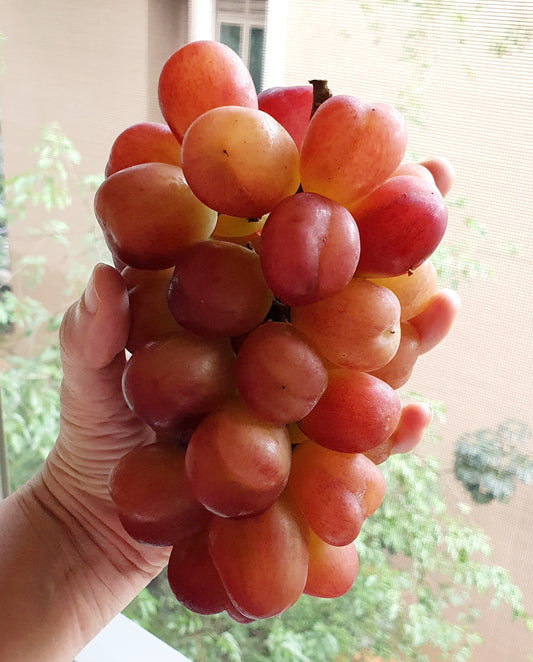 Kimcheon MyHeart Grapes (~700g/bunch) - Last chance