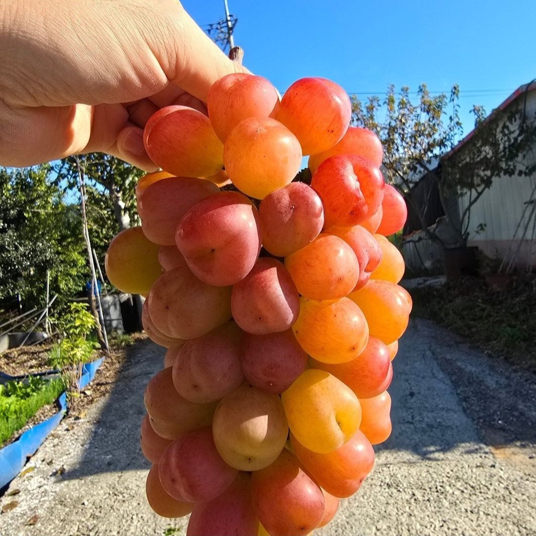 Kimcheon MyHeart Grapes (~700g/bunch) - Last chance