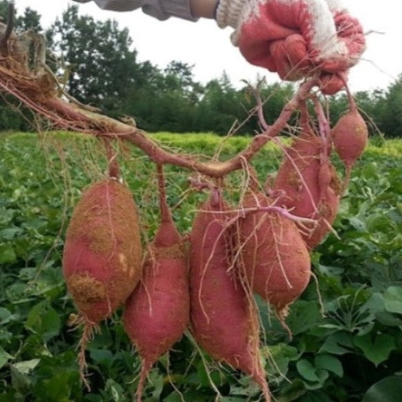 sweet potato farm