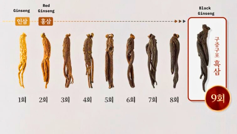 red ginseg vs black ginseng 9x steamed higher ginsenosides
