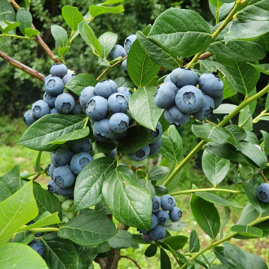 snapshot of korean blueberry plant in saedongnae farm