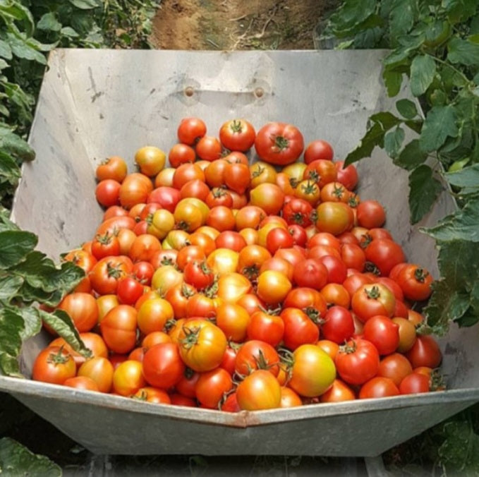 for tomato atelier